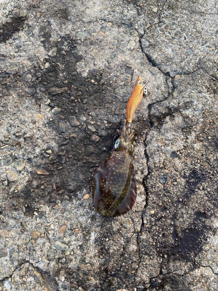 アオリとシーバスw