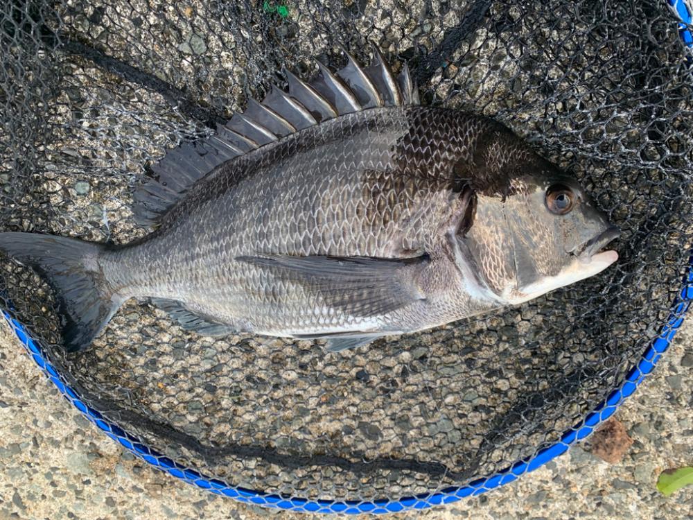 朝マヅメのチヌ2匹