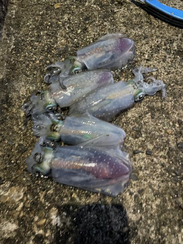 アオリイカ入れ食い