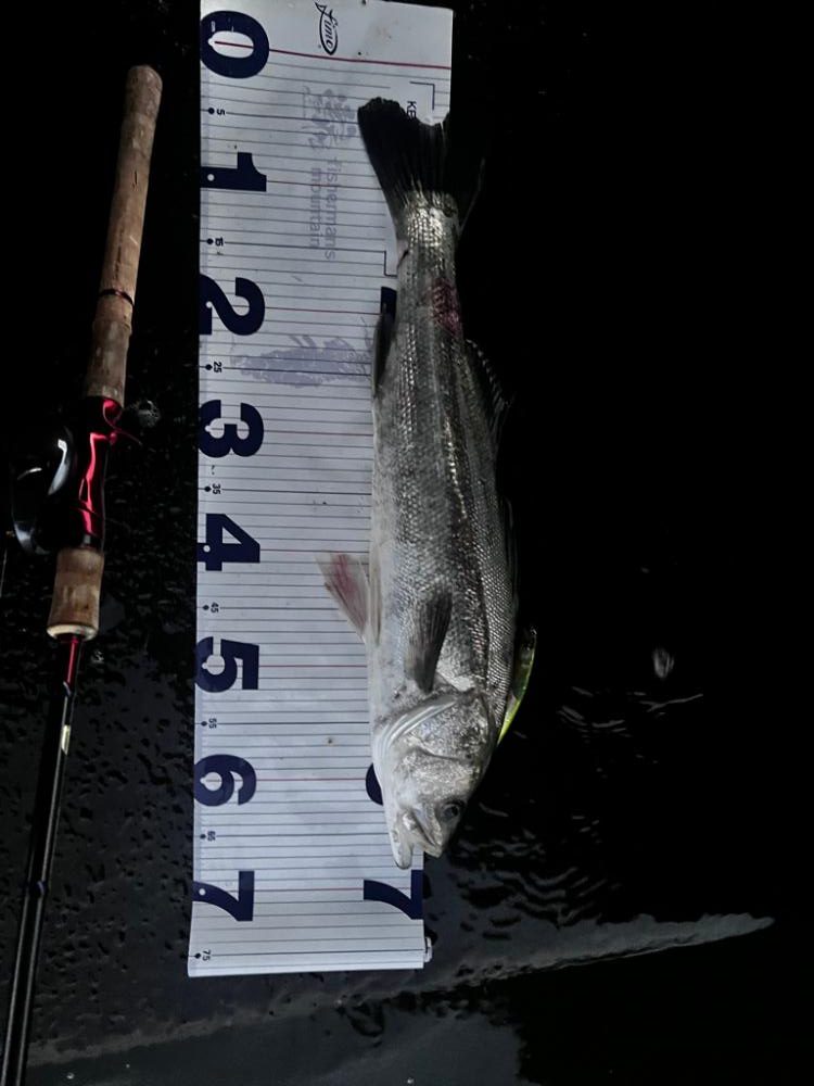 いなっこパターン