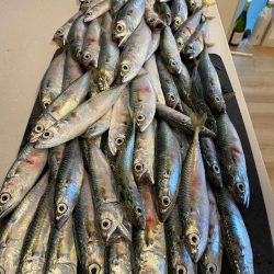 ケンサキイカと、サバ