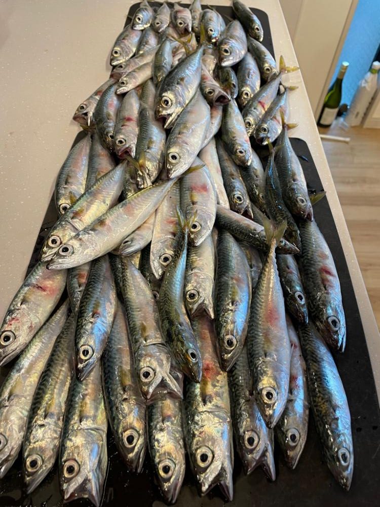 ケンサキイカと、サバ