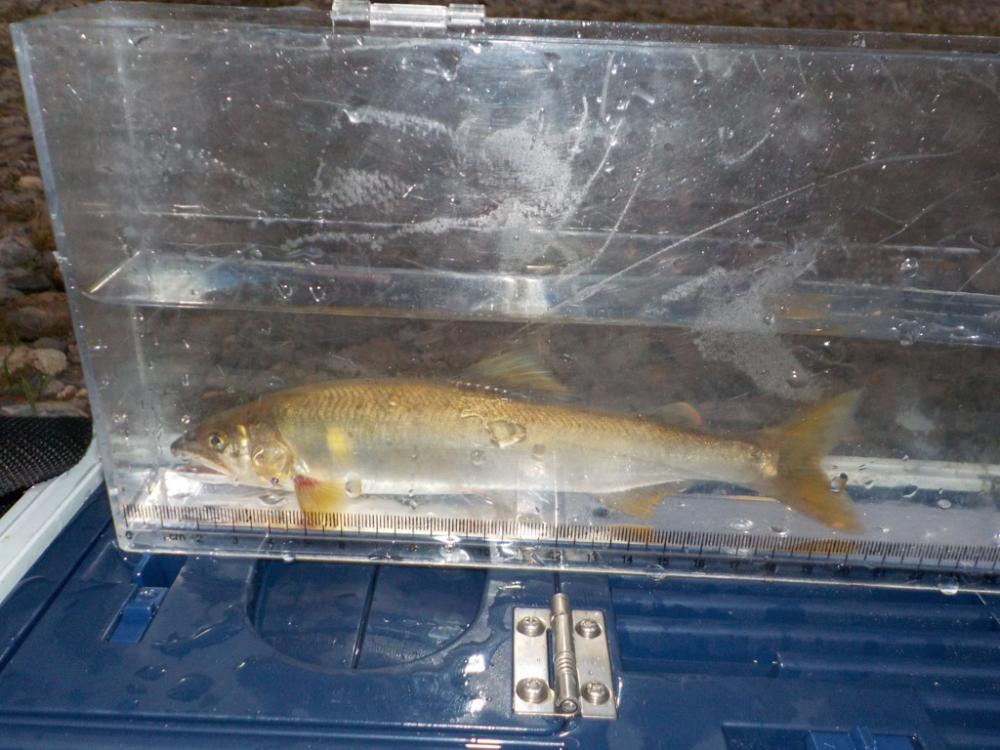 美山第8戦〜白川、そして連敗脱出〜