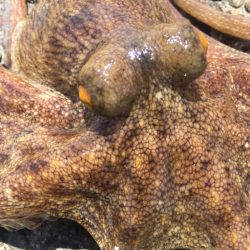 【タコフィネス】アコウ1+ガシラ25cm他+タコ少々