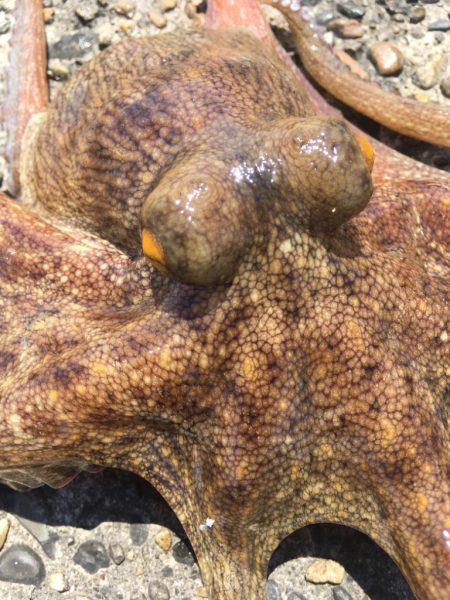 【タコフィネス】アコウ1+ガシラ25cm他+タコ少々