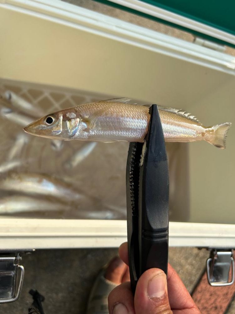 デイはキスナイトはシーバス