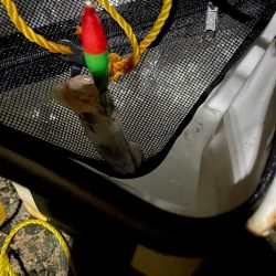 初ケンサキイカ