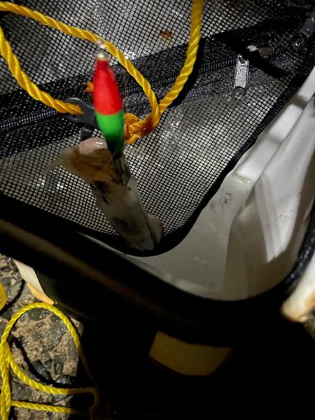 初ケンサキイカ