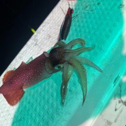 兵庫県豊岡イカメタル