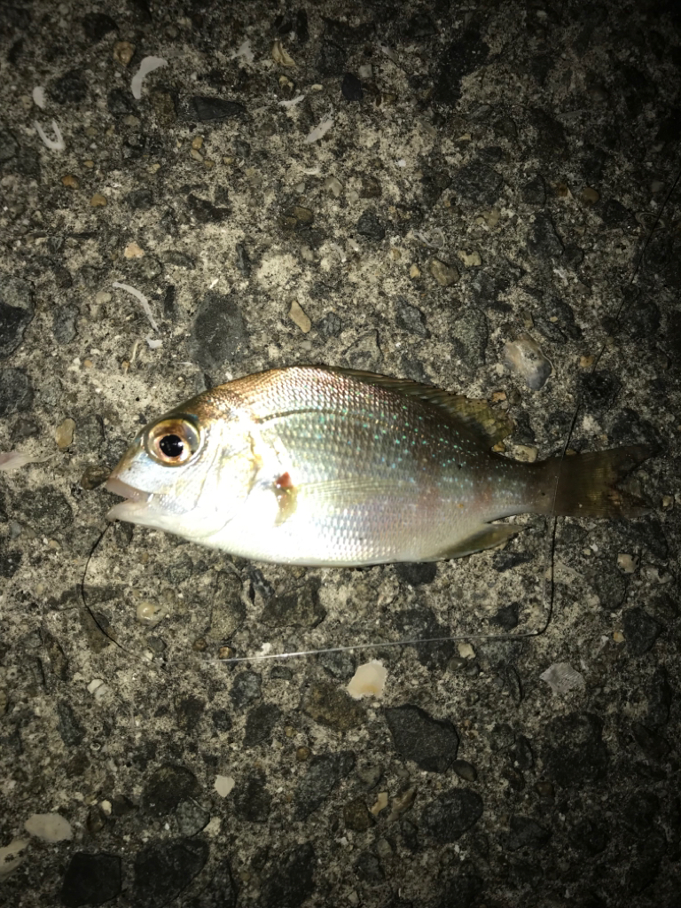 ちょい投げアナゴ編