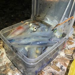 久しぶりのケンサキイカ釣り(^｡^)