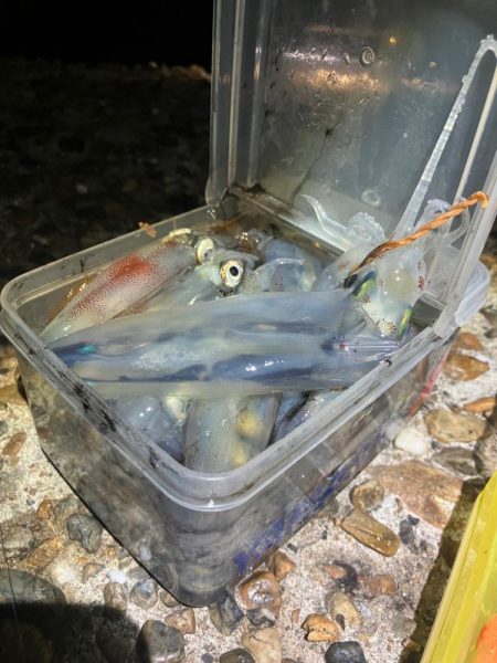 久しぶりのケンサキイカ釣り(^｡^)