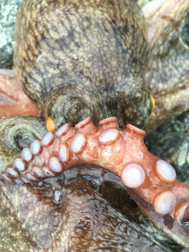 【タコフィネス】アコウ ＋ ガシラ ＋ タコ