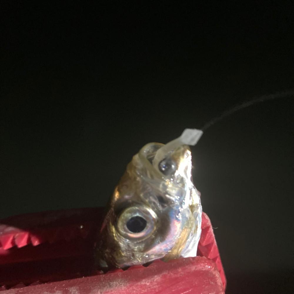 ナイトアジング