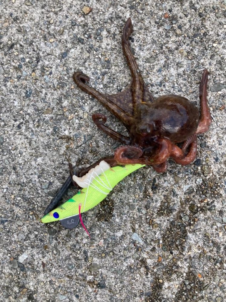 ⭐️岸ジギ釣行⑦&タコ