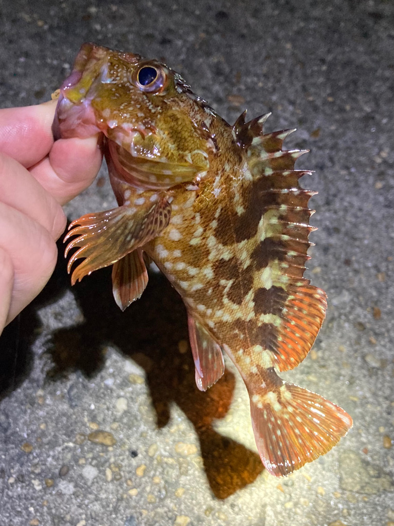 ボトムでガシラ