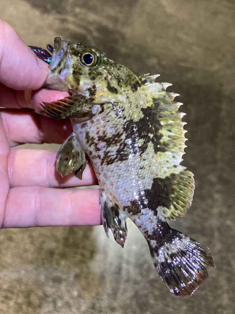 お手軽ライトロックフィッシュ