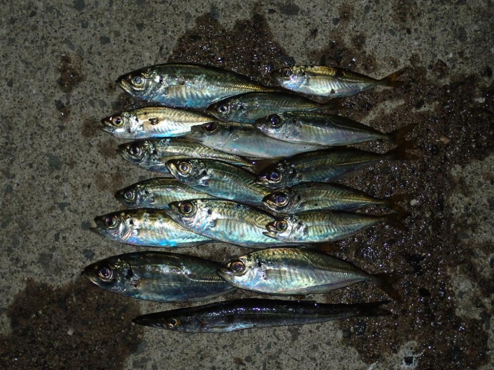 予定外の展開は豆アジゲーム。