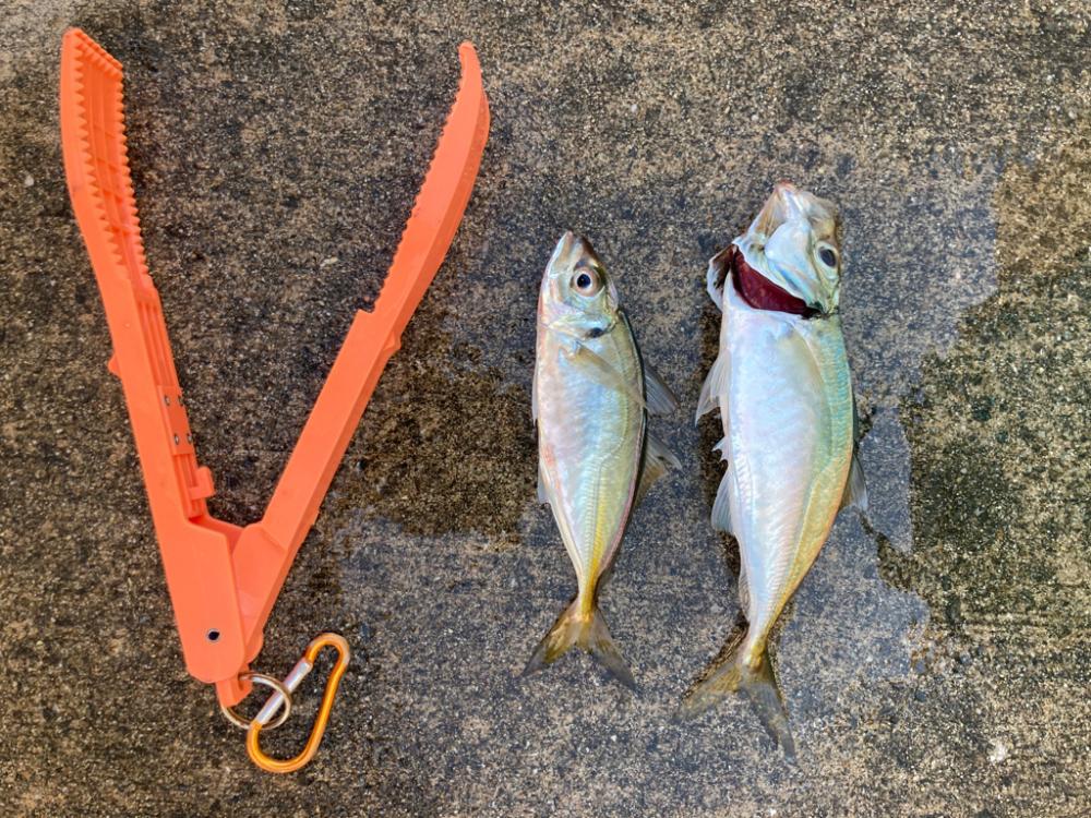 セイゴ回遊しています