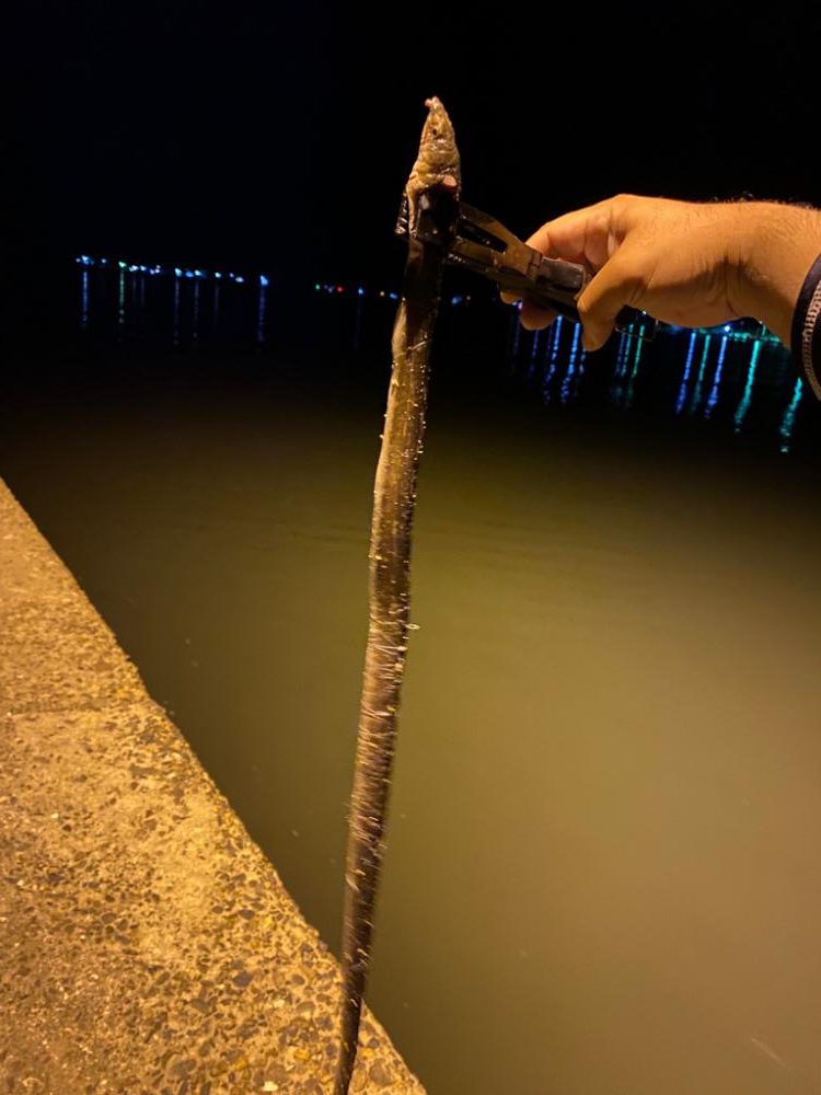 久々のアジング