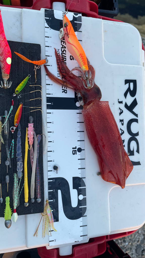 GMさんケンサキイカ釣れてます♪