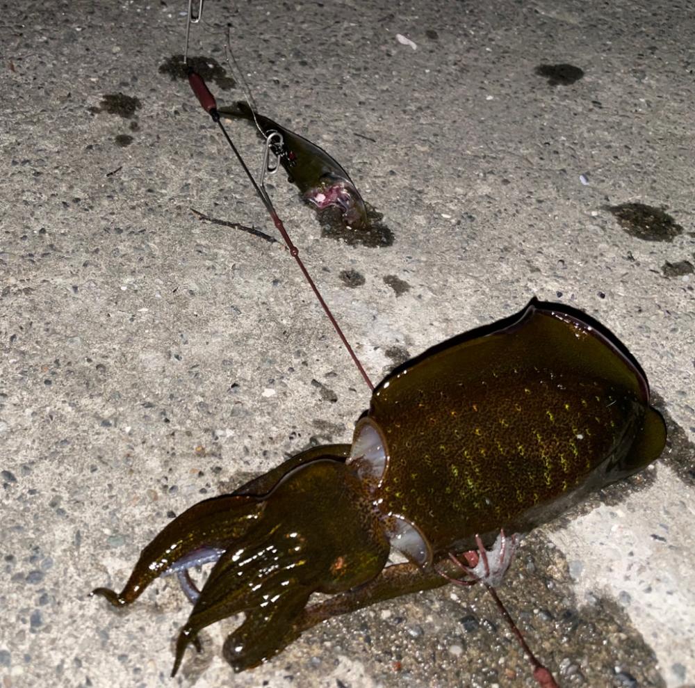 ナイトエギングと豆アジでヤエン