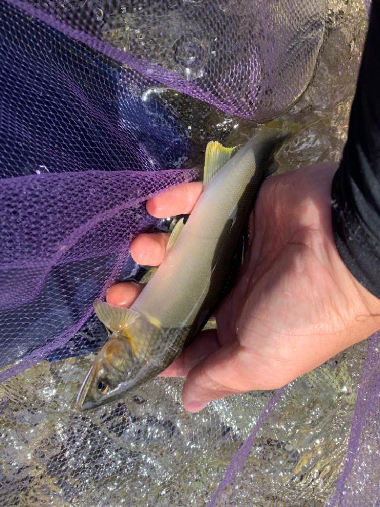 鮎の友釣りvol.3