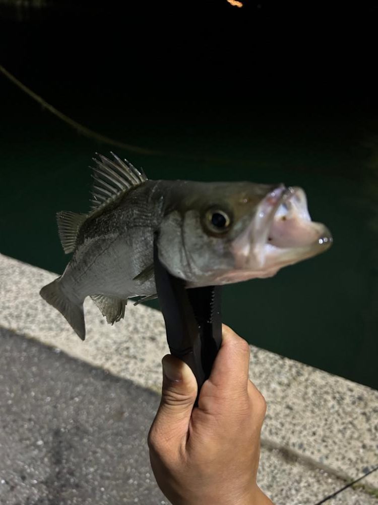 アジングロッドでシーバスゲーム