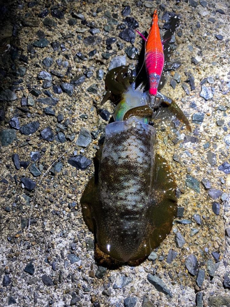 新子成長中です。