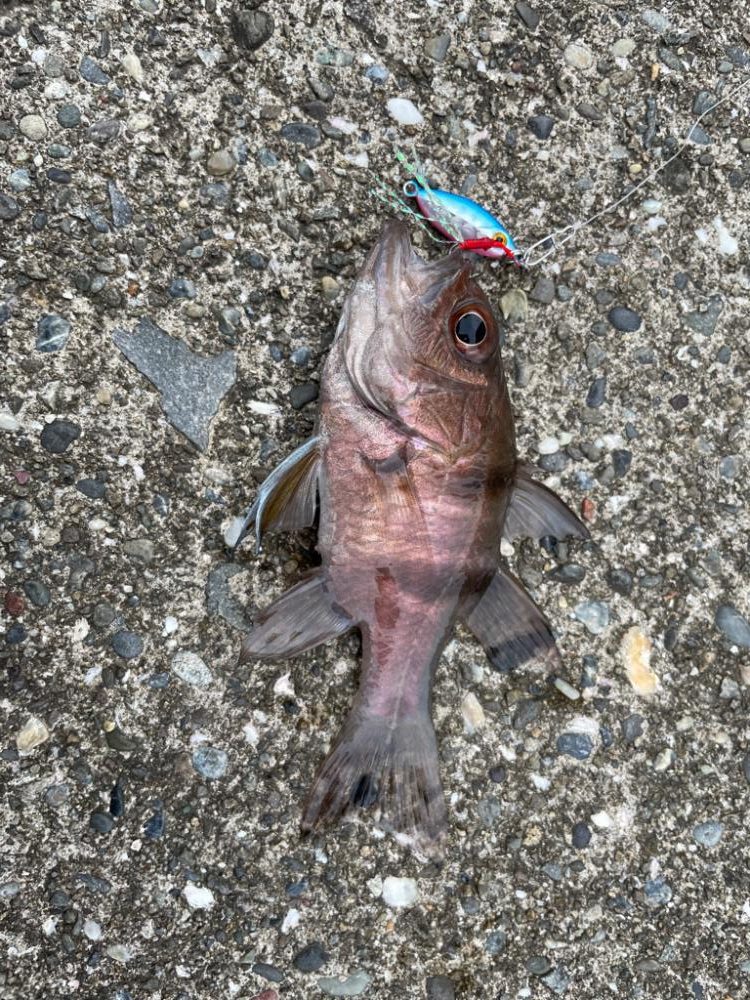 ライトゲームでアコウ♡