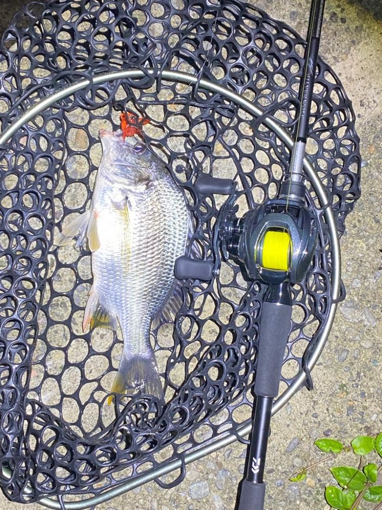 ナイトチニング