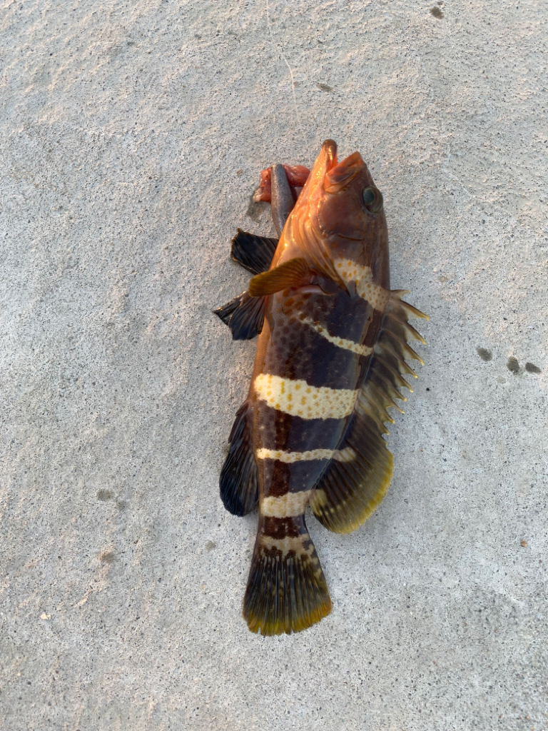 爆釣　四目達成