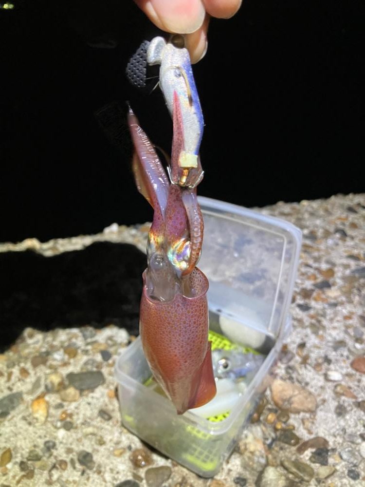 ケンサキ釣り6日目(^^)