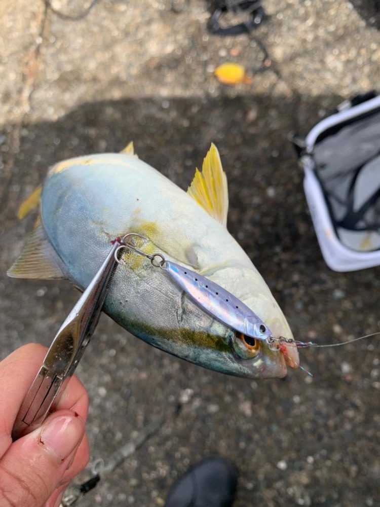 青物求めて南伊勢ッ