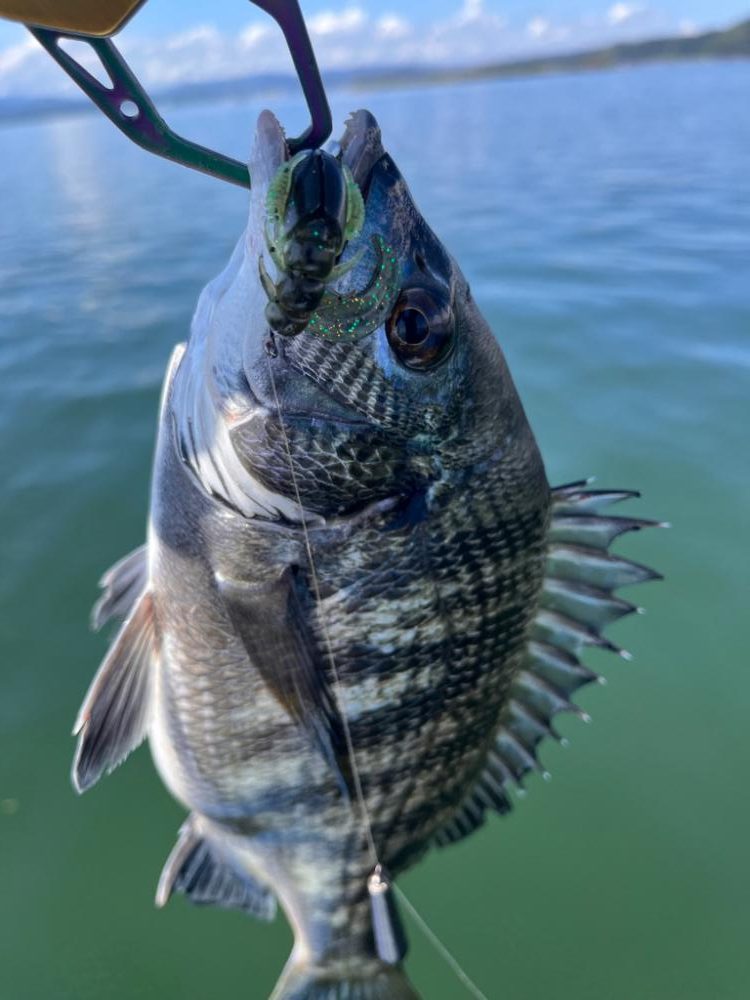 ボートチニング調査