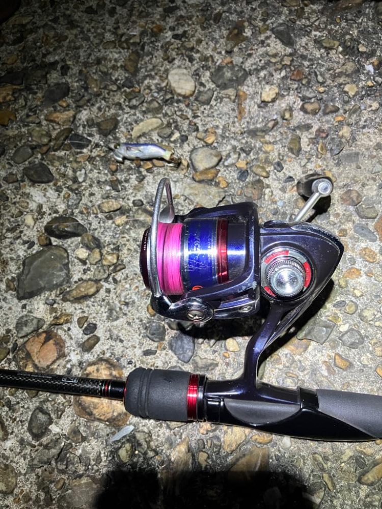 ケンサキ🦑調査(^。^)