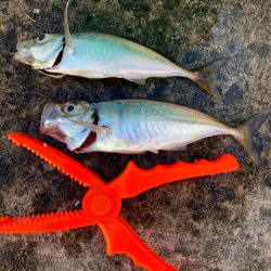 大きめなアジ回遊してます