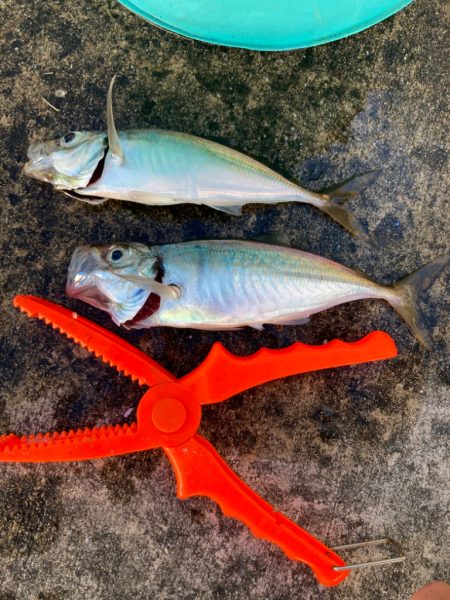 大きめなアジ回遊してます