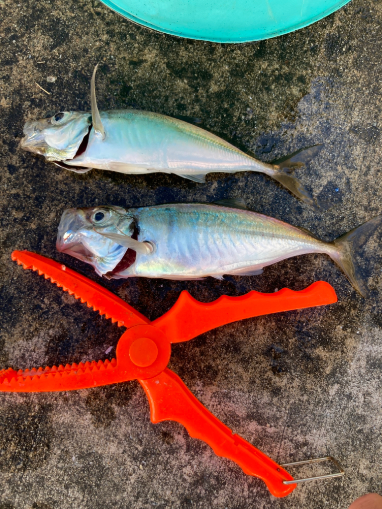 大きめなアジ回遊してます