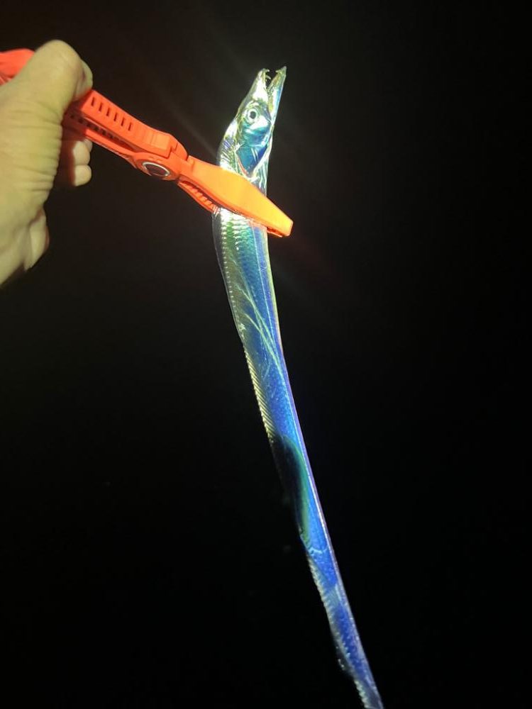 鯵を探して三千里 Vol.65