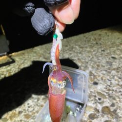 ケンサキ調査3日目(^.^)