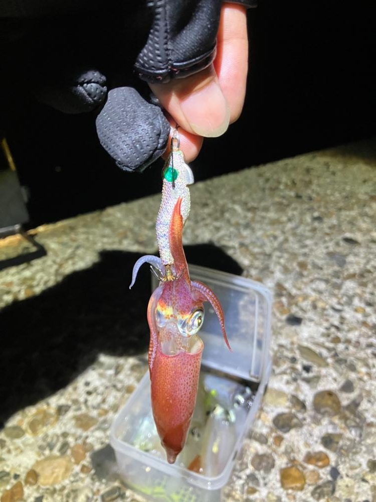 ケンサキ調査3日目(^.^)