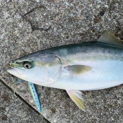 久しぶりのメジロ！