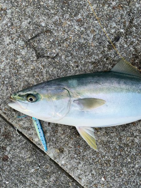 久しぶりのメジロ！