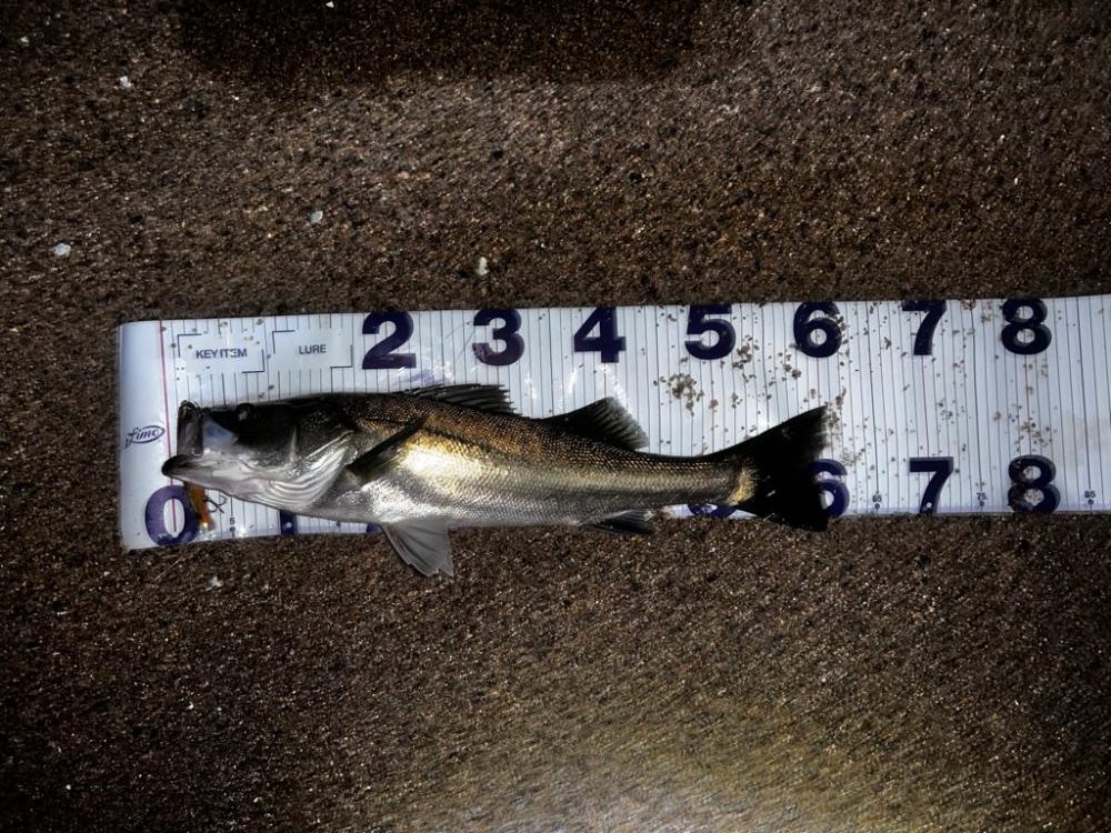 ベイトシーバス