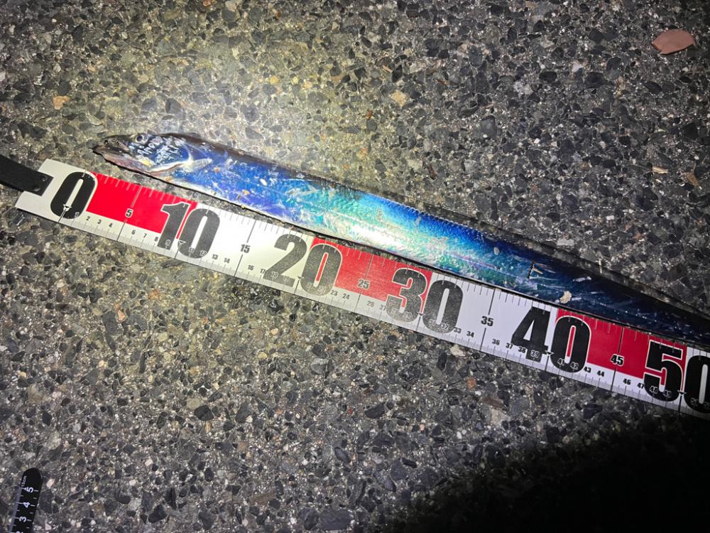 鯵を探して三千里 Vol.72