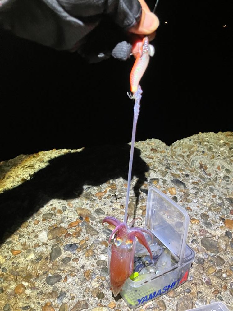 ケンサキ釣り8日目(^.^)