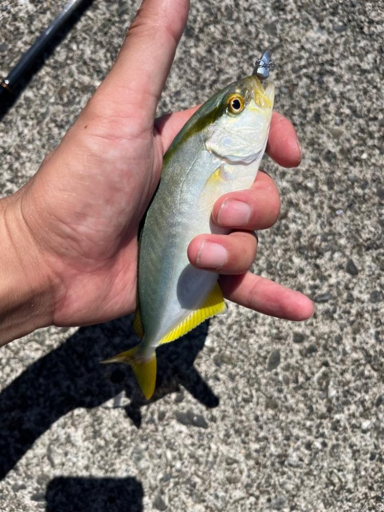 尾鷲根魚探しの夏休み