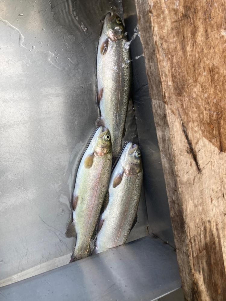 エリアトラウト