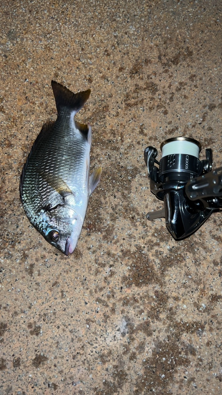 雨後はキビレDAY